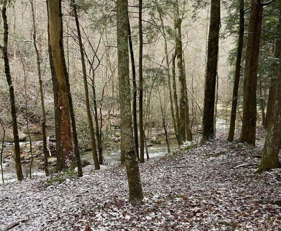 Picture of the trees in the Great Smoky Mountains National Park