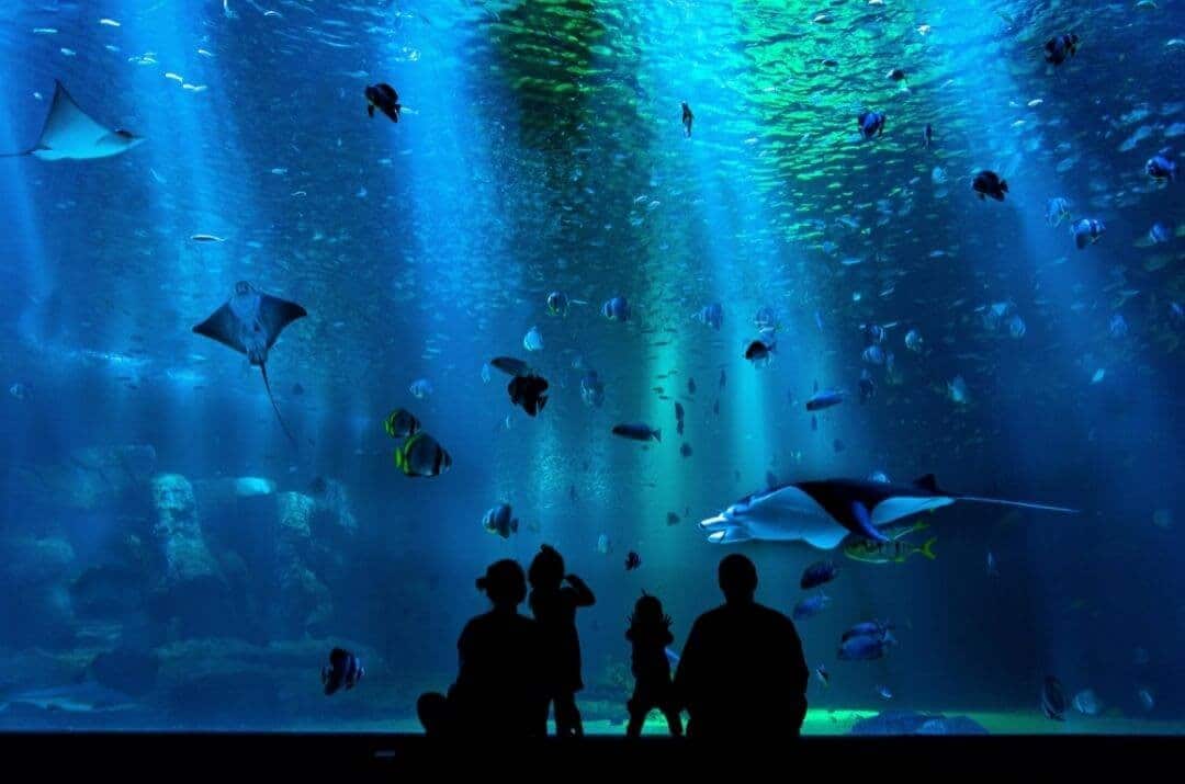 Family silhouettes looking at fish in an aquarium