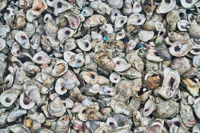 Oyster shells