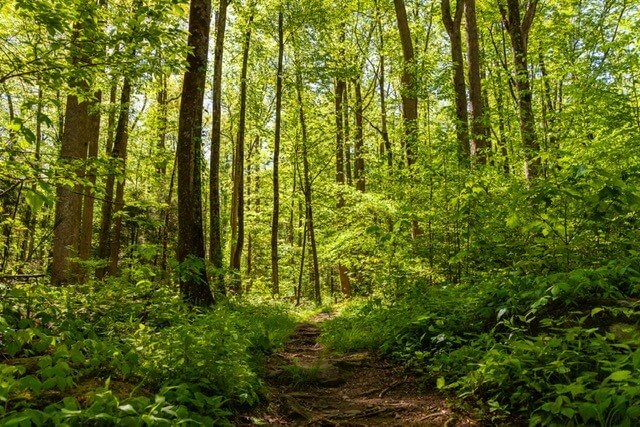 View of trees along the trail to the Fairy House